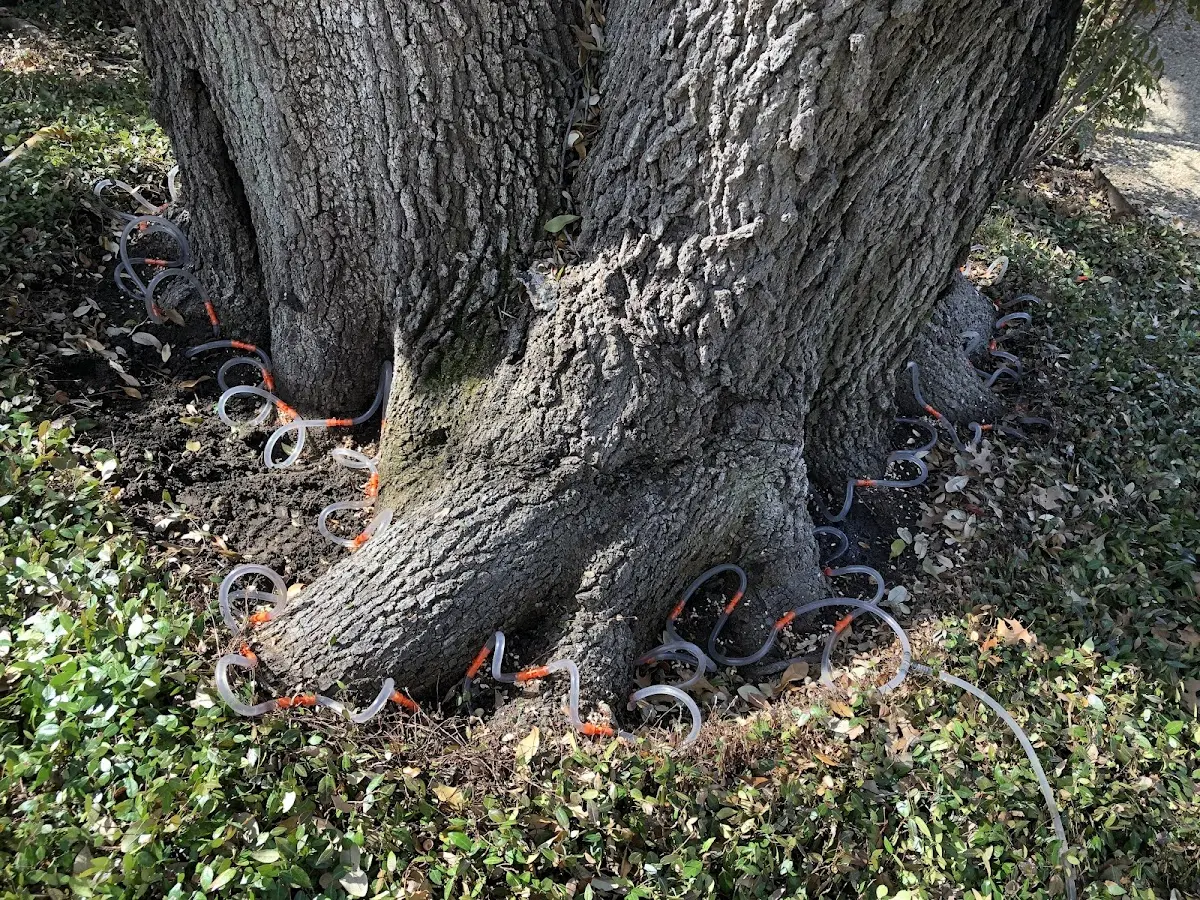 Detailed Tree Cabling and Bracing job site in Pine Level