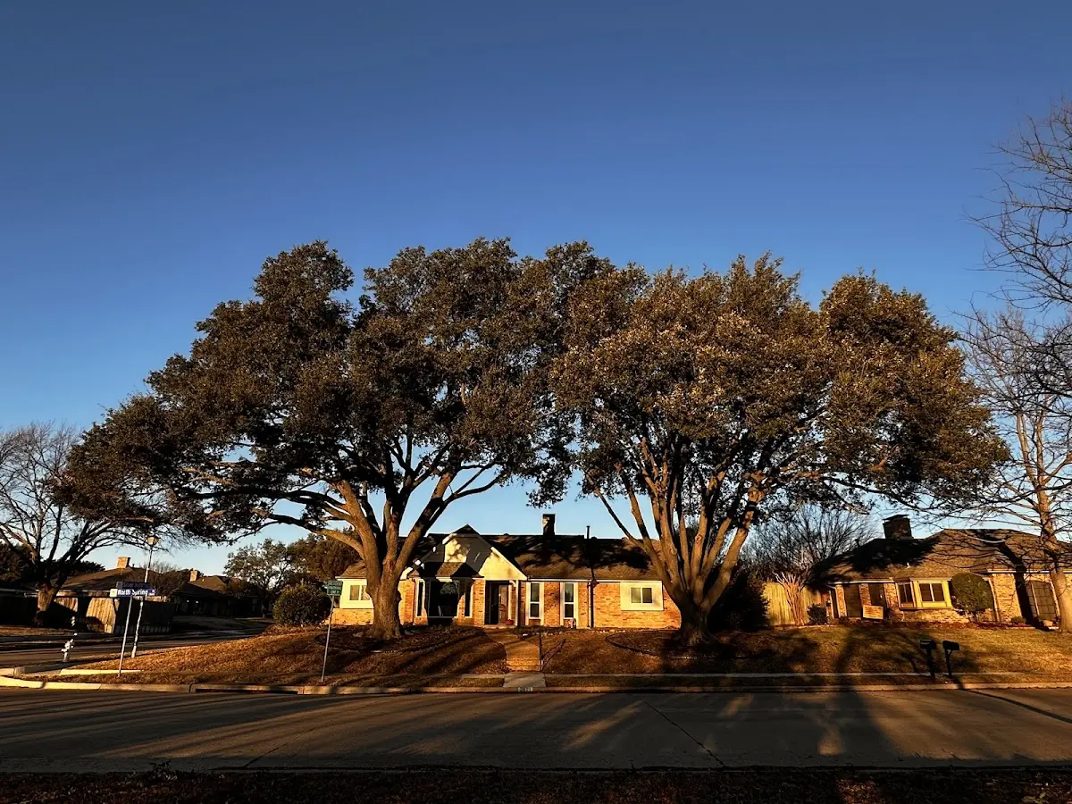 Established residential canopy tree shading a home in Pine Level